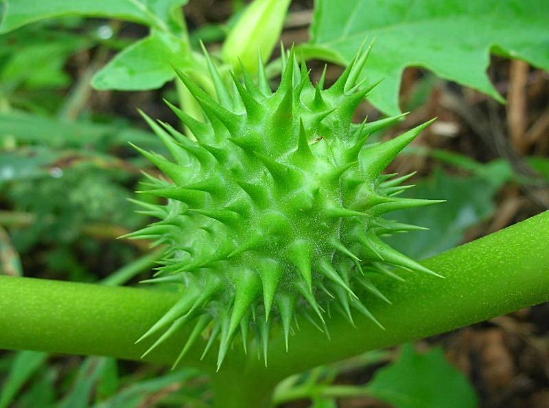 Datura stramonium / Stramonio comune